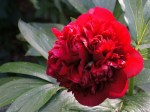 Paeonia lactiflora (Knighthood Peony)