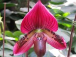 Paphiopedilum maudiae