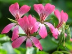Pelargonium hortorum (Garden Geranium)