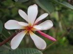 Plumeria rubra (Pink White Yellow)