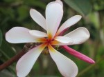 Plumeria rubra (Pink White Yellow)