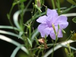Ruellia coerulea