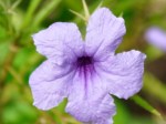 Ruellia coerulea