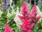 Astilbe cv. False Spirea (Pink)