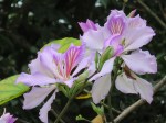 Bauhinia variegata