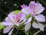 Bauhinia variegata