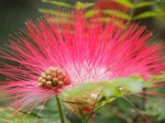 Calliandra surinamensis 'Pink Powerpuff'