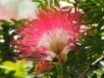 Calliandra surinamensis 'Pink Powerpuff'