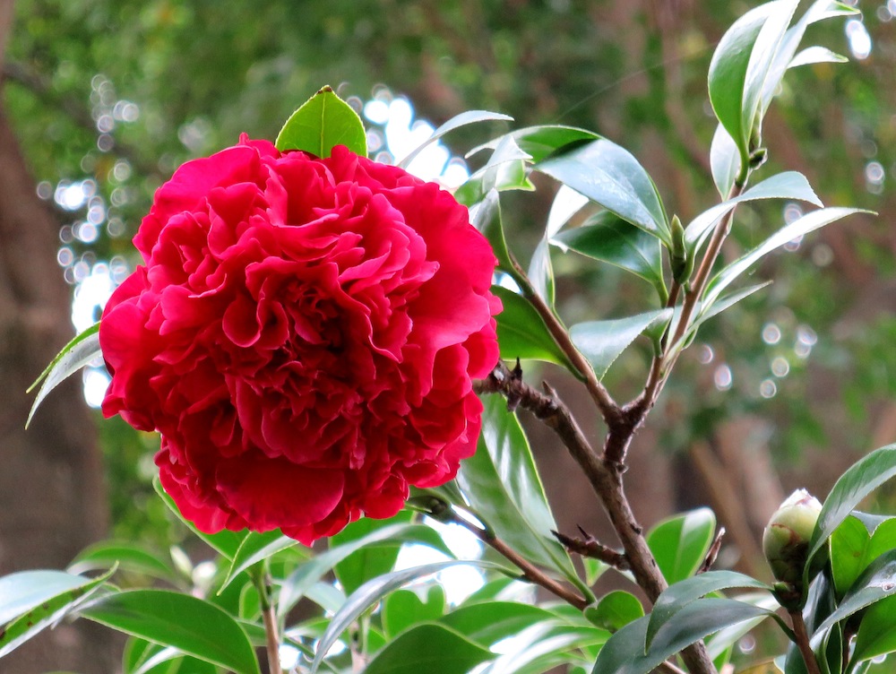 Camellia japonica 'Professor Sargent'