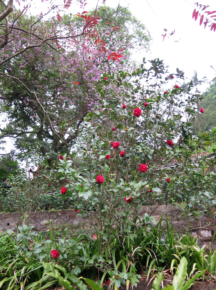 Camellia japonica 'Professor Sargent'
