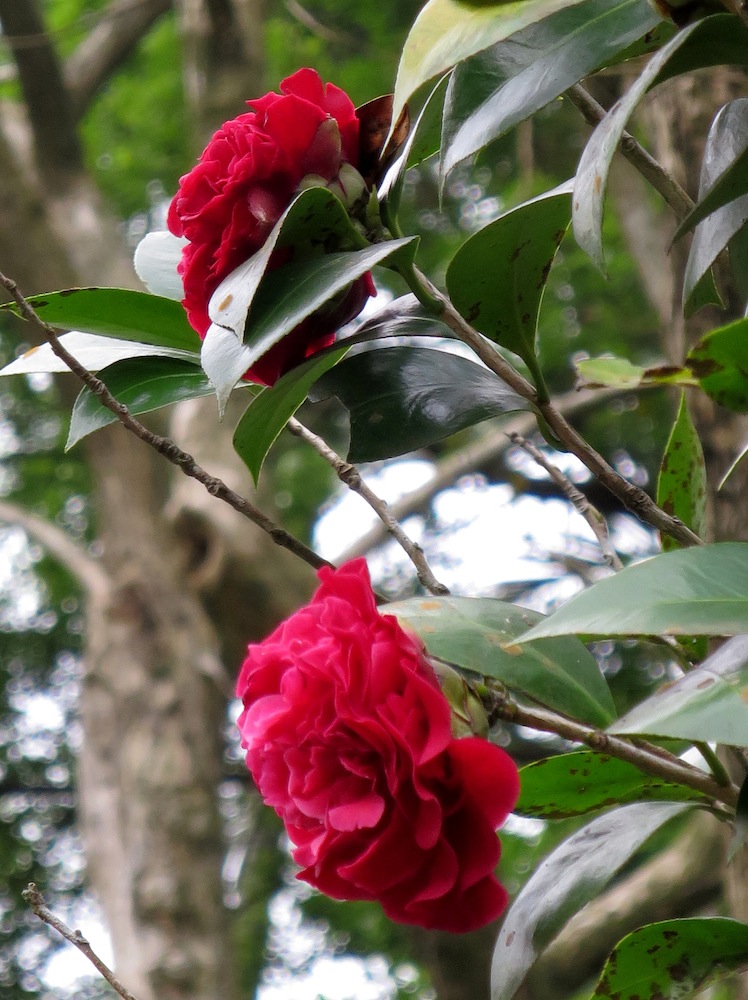 Camellia japonica 'Professor Sargent'