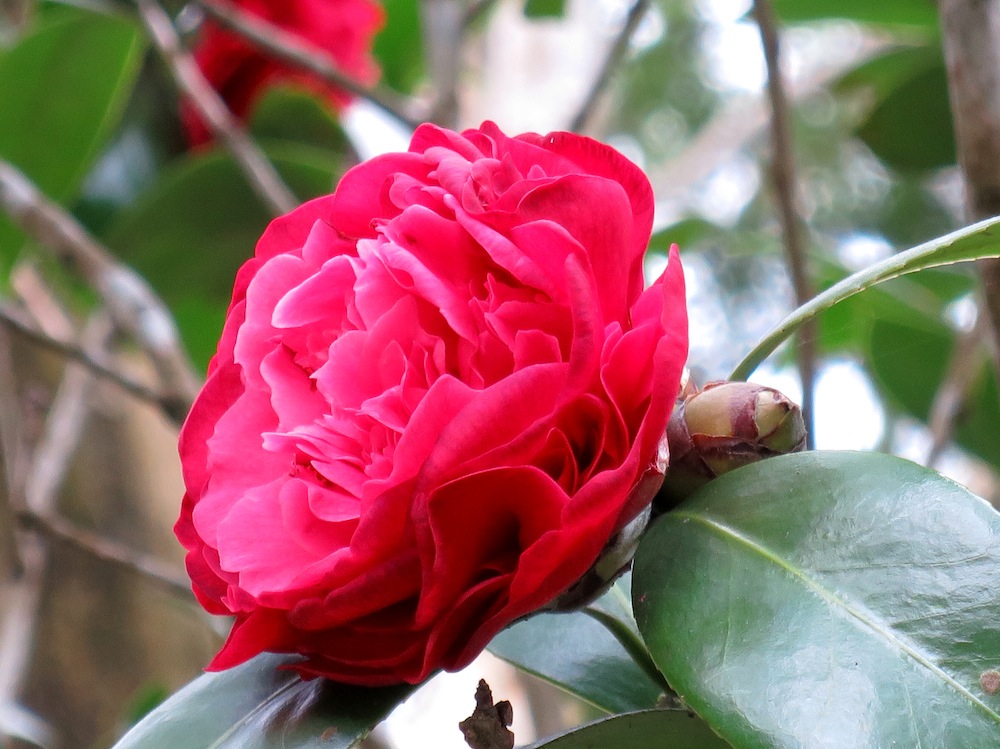 Camellia japonica 'Professor Sargent'