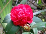 Camellia japonica 'Professor Sargent'