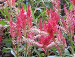 Celosia argentea var. plumosa (Cockscombs)