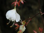 Clerodendrum wallichii (Bridal Veil)