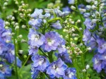 Delphinium (Larkspur, Blue)