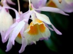 Dendrobium amabile