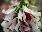Digitalis cv. Foxglove