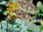 Dudleya gnoma