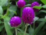 Gomphrena globosa 'Globe Amaranth'