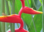 Heliconia latispatha 'Red-Yellow Gyro'