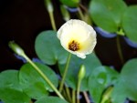 Hydrocleys nymphoides (Water Poppy)