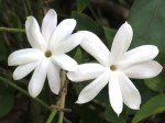 Jasminum multiflorum 'Star Jasmine'