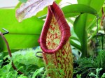 Nepenthes 'Pitcher Plant'