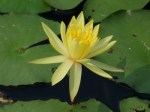 Nymphaea spp. (Water Lily, Yellow)