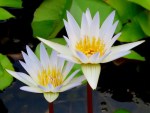 Nymphaea spp. (Water Lily, White)