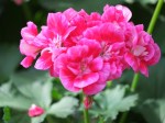 Pelargonium hortorum (Garden Geranium)