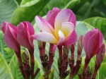 Plumeria rubra 'Vera Cruz Rose'