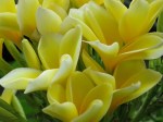 Plumeria rubra (Yellow)