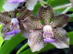 Rhynchostylis Mimi Palmer (3)