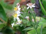Aster baccharoides