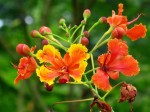 Caesalpinia pulcherrima 'Peacock Flower'