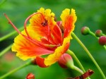 Caesalpinia pulcherrima 'Peacock Flower'