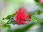 Calliandra tergemina var. emarginata 'Power Puff'
