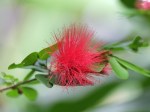 Calliandra tergemina var. emarginata 'Power Puff'