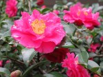 Camellia sasanqua (ShiShi Gashira)
