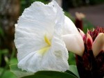 Cheilocostus speciosus 'Crepe Ginger'