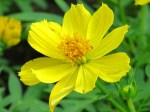 Cosmos sulphureus var. 'Yellow Cosmos'