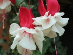 Fuchsia hybrid 'Windmill'