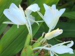 Hedychium coronarium 'Ginger Lily'
