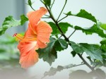 Hibiscus rosa-sinensis (Orange)