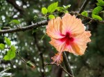 Hibiscus rosa-sinensis (Orange)