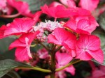 Hydrangea macrophylla (Red)