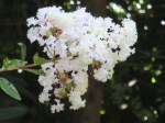 Lagerstroemia indica var. alba