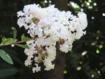 Lagerstroemia indica var. alba