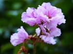 Lagerstroemia speciosa 'Pride-of-India'